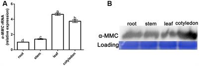 The Roles of Alpha-Momorcharin and Jasmonic Acid in Modulating the Response of Momordica charantia to Cucumber Mosaic Virus